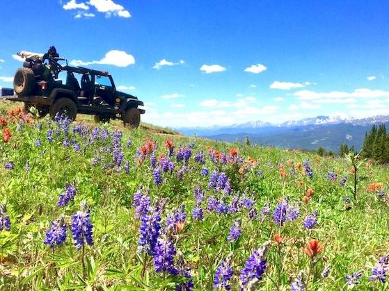 A sprayer truck drives through a bright wildflower meadow, with mountains and blue sky behind it.