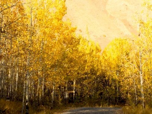 A winding road leads through an autumn forest of yellow trees toward a towering rocky mountain under blue sky.