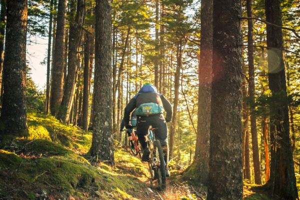 A mountain biker rides through a sunlit forest trail, surrounded by tall trees and mossy ground, immersed in nature.