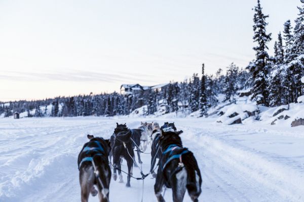 A team of dogs is pulling a sled through a snowy landscape with trees and hills in the background, leading towards a distant cabin.