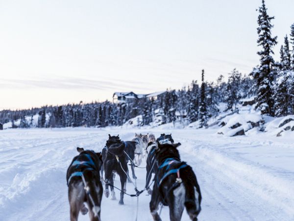 A team of dogs is pulling a sled through a snowy landscape with trees and hills in the background, leading towards a distant cabin.